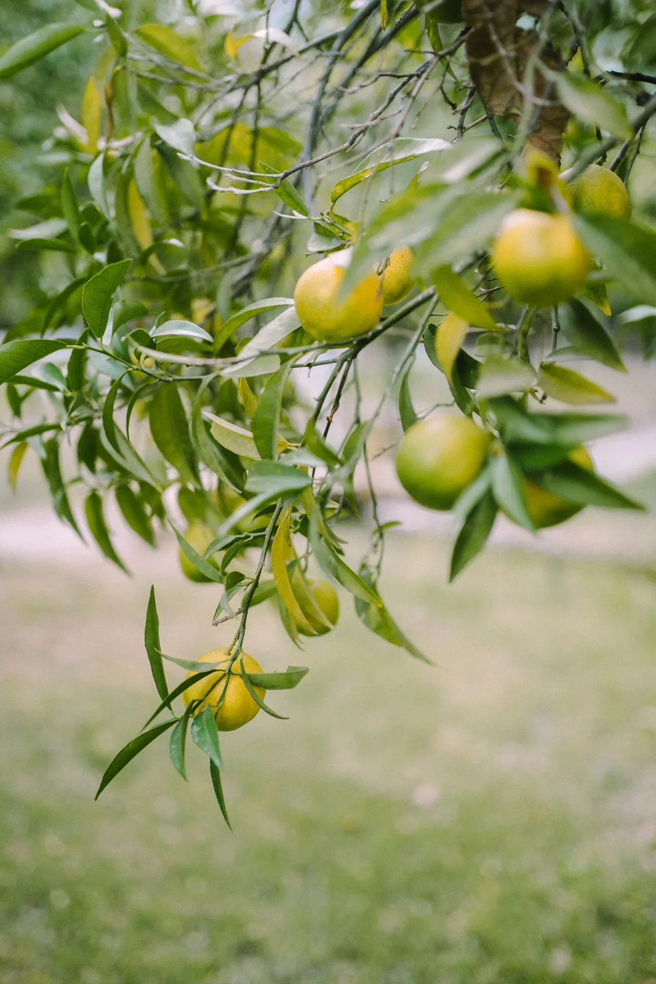 Citrons et feuilles sur les branches d’un citronnier