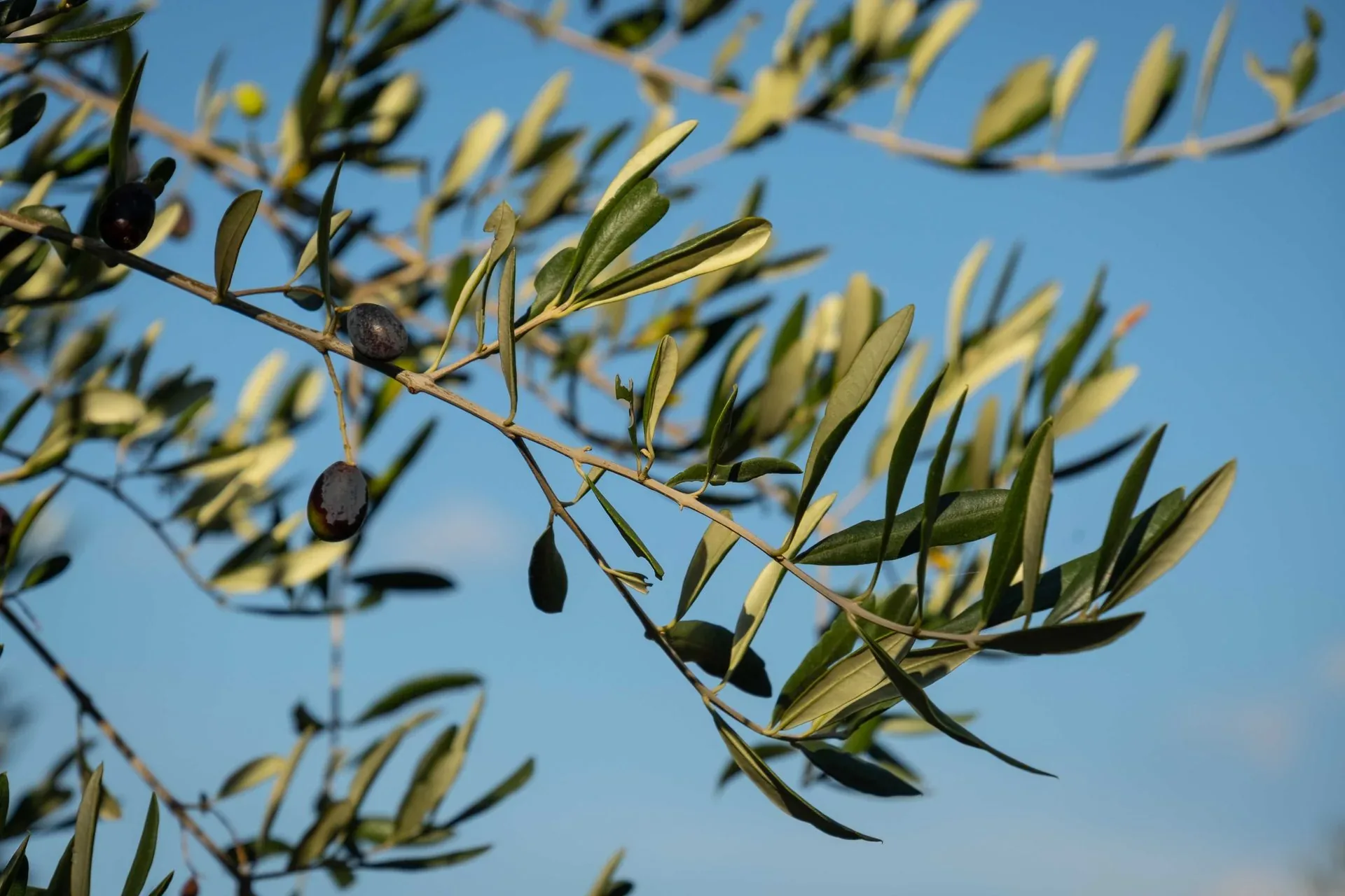 Feuilles et olives sur une branche ensoleillée
