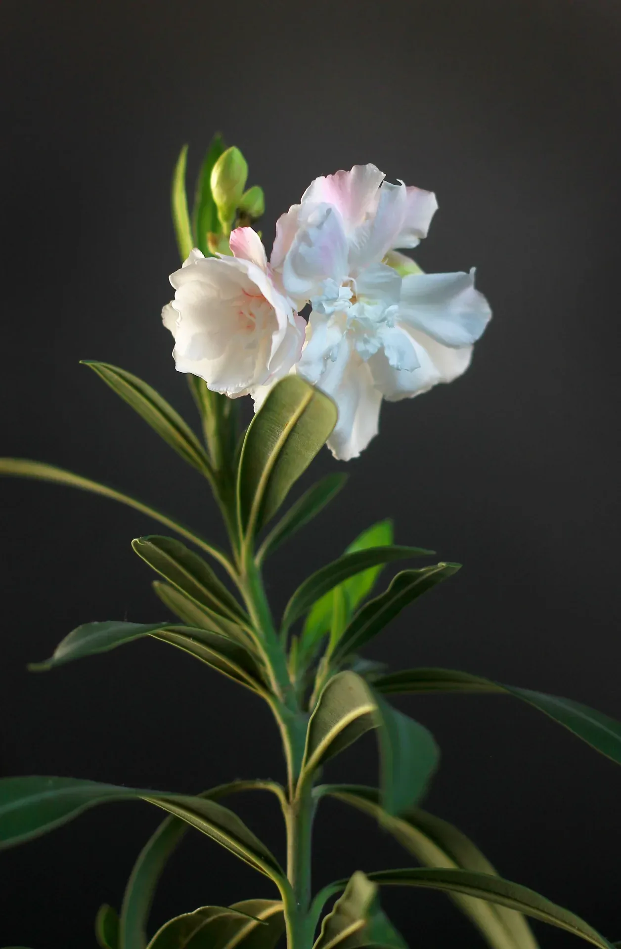 Floraison blanche et feuilles d’un laurier-rose
