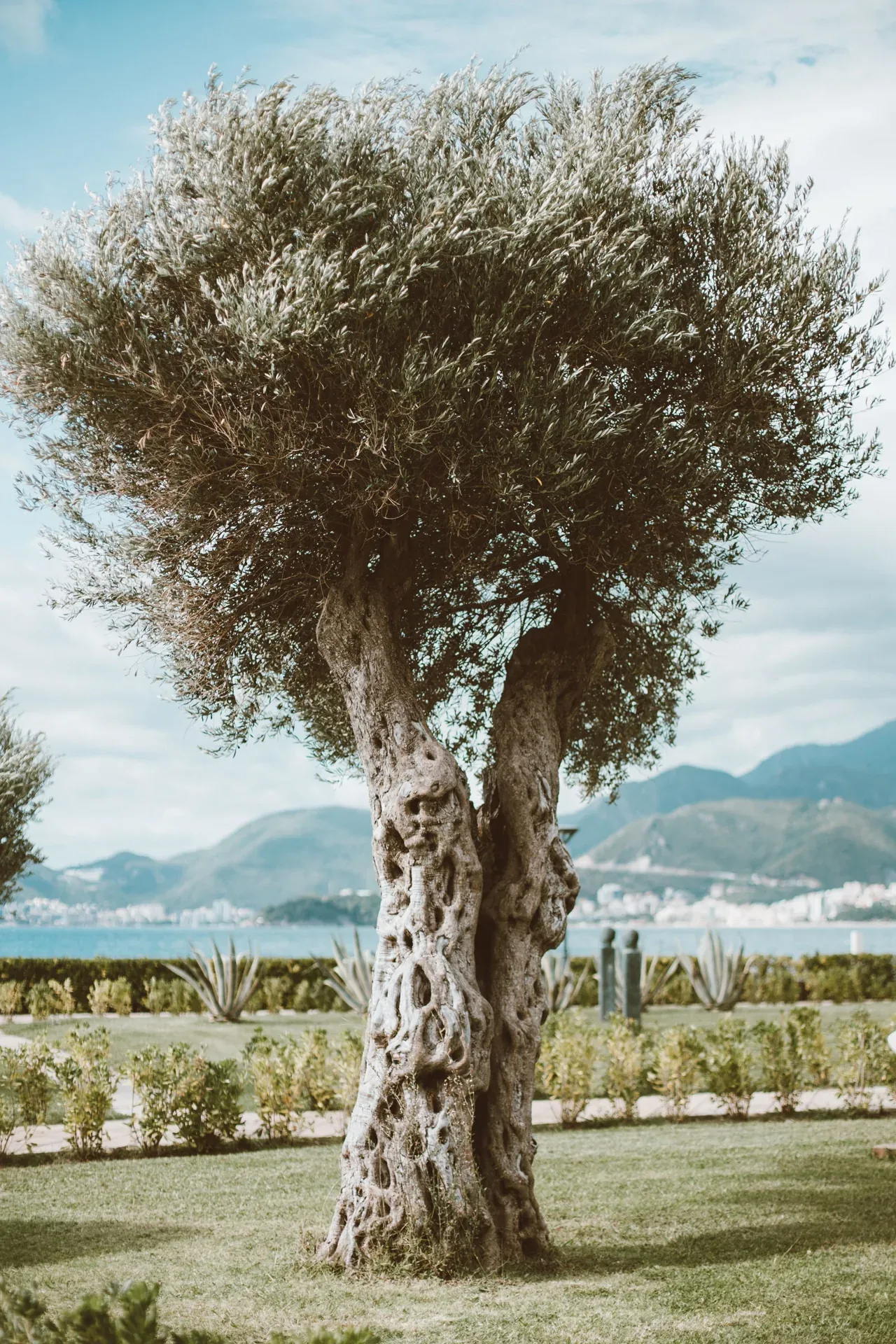 Olivier dans un jardin arboré, avec un paysage montagneux à l’arrière-plan
