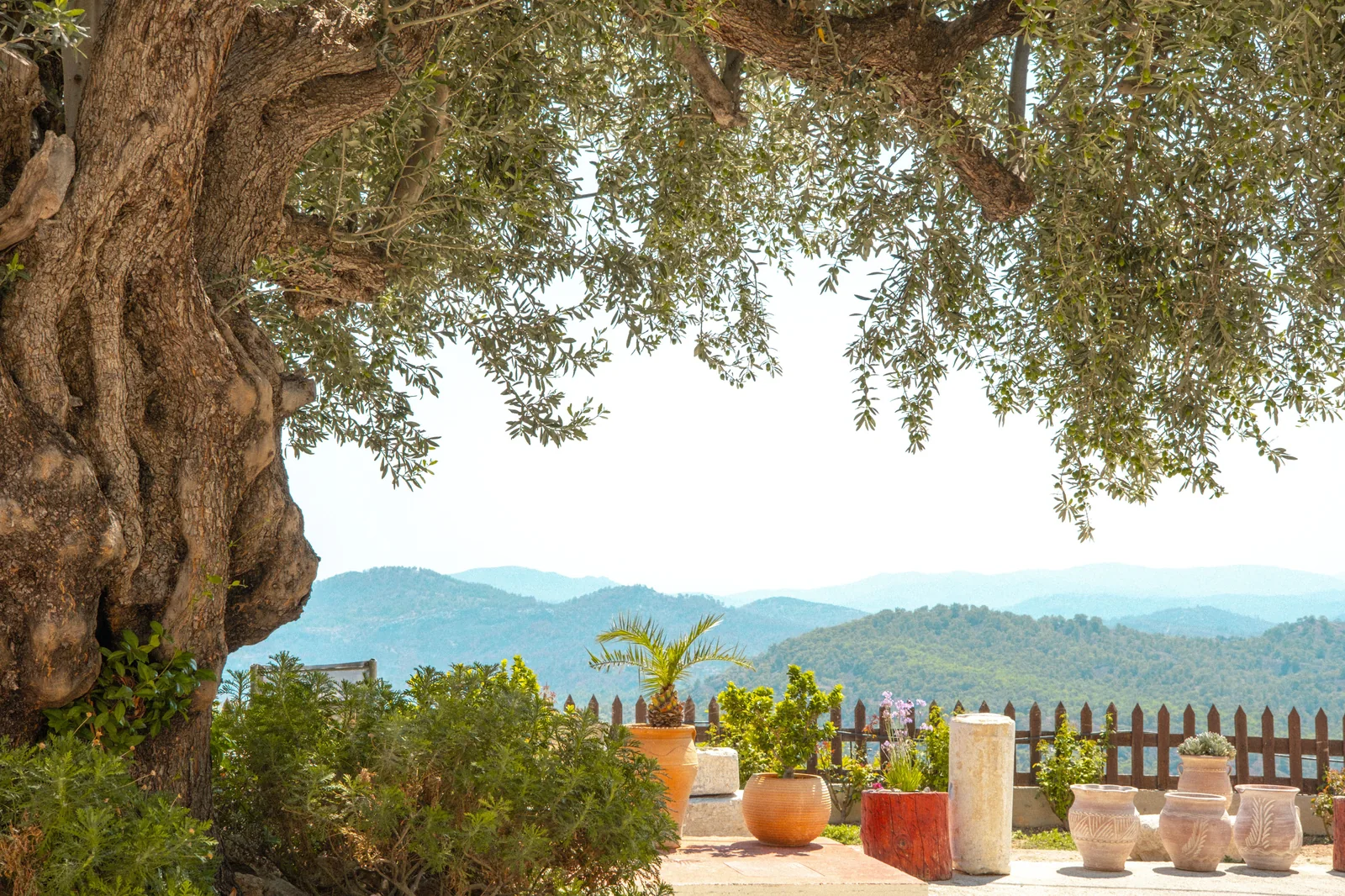 Nutrition des arbres, palmiers, oliviers, agrumes et haies