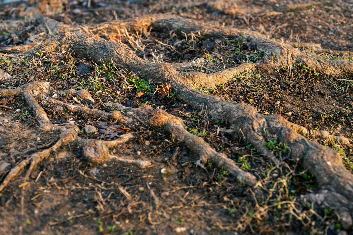 Injection racinaire dans le sol : nutrition localisée des arbres et plantes